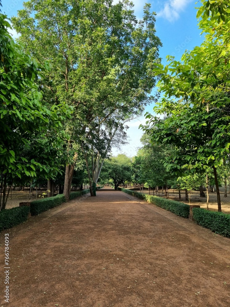 Pathway filled with lush green trees Pathway filled with lush green trees