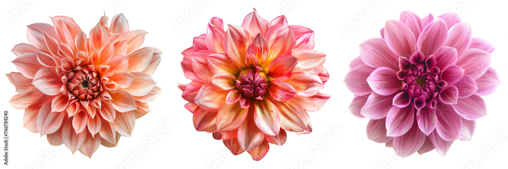Fototapeta premium Set of dahlia flowers, isolated on transparent background
