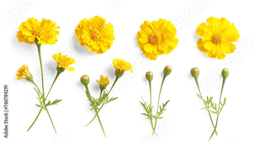 Set of yellow marigold flowers, buds, isolated on transparent background © SRITE KHATUN
