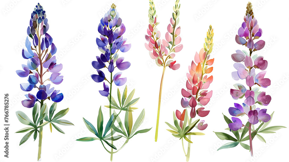 Beautiful floral set with watercolor hand drawn summer wild field lupine flowers, isolated on transparent background.