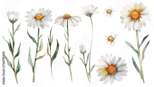Fototapeta Naklejka Na Ścianę i Meble -  Beautiful floral set with watercolor hand drawn summer wild field daisy flowers, isolated on transparent background.