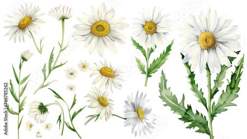 Beautiful floral set with watercolor hand drawn summer wild field daisy flowers  isolated on transparent background.