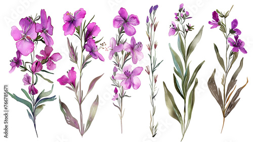 Beautiful floral set with watercolor hand drawn summer wild field fireweed flowers, isolated on transparent background. photo