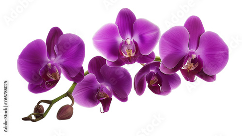 Tropical beautiful purple orchid flowers  isolated on transparent background.