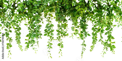 Phyllanthus cochinchinensis hanging on transparent background