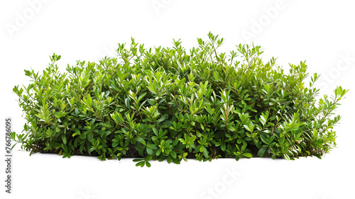 Myoporum Parvifolium bush isolated on transparent background