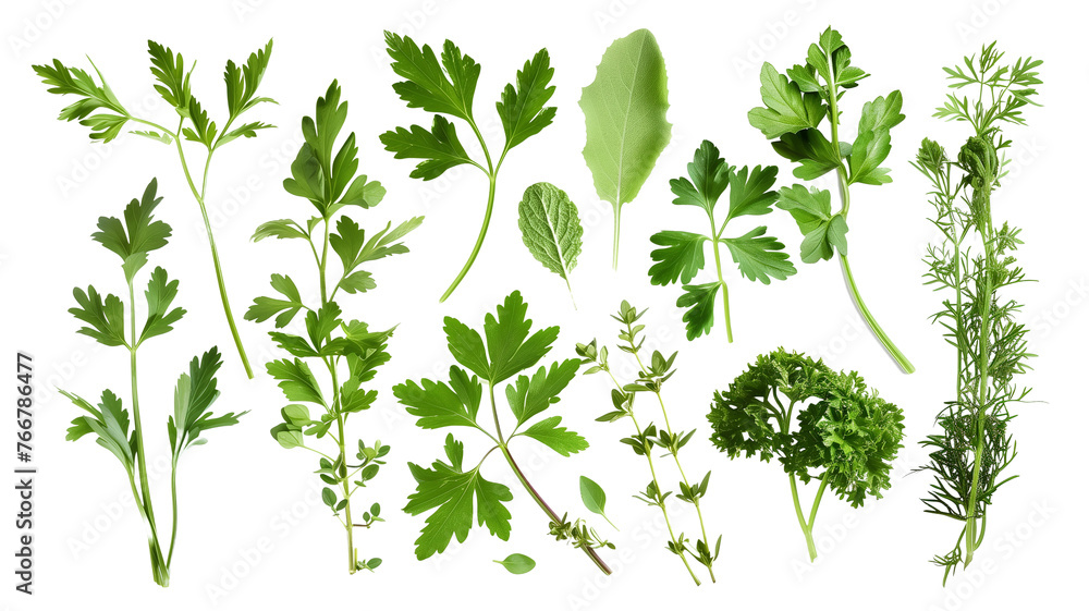et of healthy herbs elements, Fresh parsley, isolated on transparent background - obrazy, fototapety, plakaty 