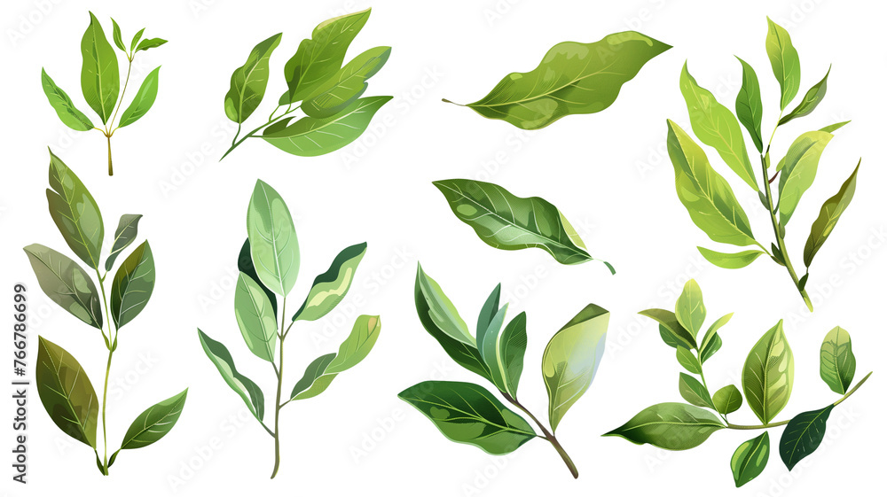 et of healthy herbs elements, Fresh bay leaf, isolated on transparent background