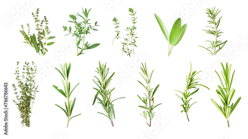 Set of healthy herbs elements, Fresh rosemary , isolated on transparent background