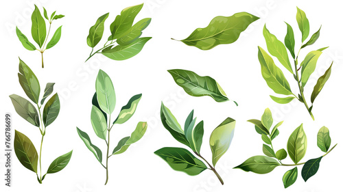 et of healthy herbs elements  Fresh bay leaf  isolated on transparent background