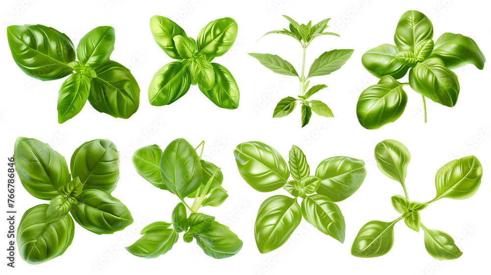 Set of healthy herbs elements, Fresh basil , isolated on transparent background Set of healthy herbs elements, Fresh basil , isolated on transparent background