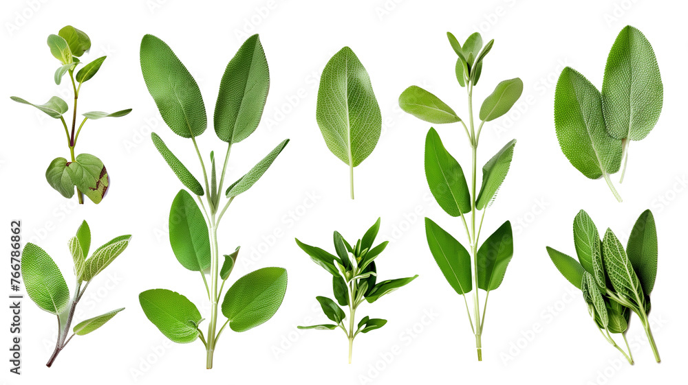 Set of healthy herbs elements, Fresh sage , isolated on transparent background