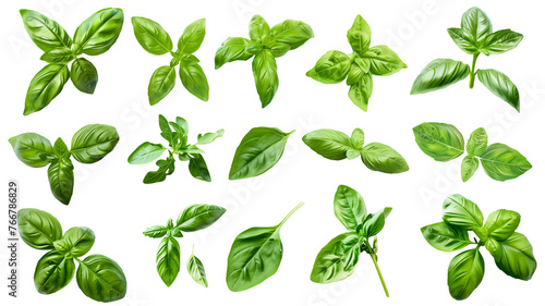 Set of healthy herbs elements, Fresh basil , isolated on transparent background