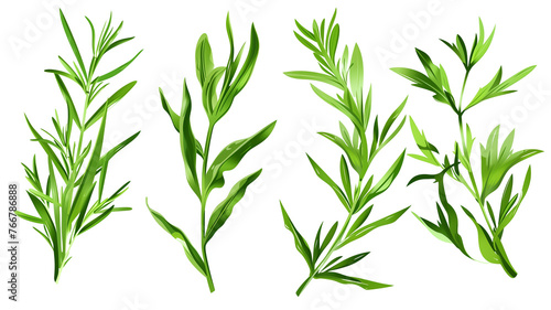 Set of healthy herbs elements  Fresh tarragon  isolated on transparent background