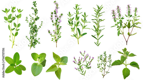 Set of healthy herbs elements, Fresh thyme , isolated on transparent background
