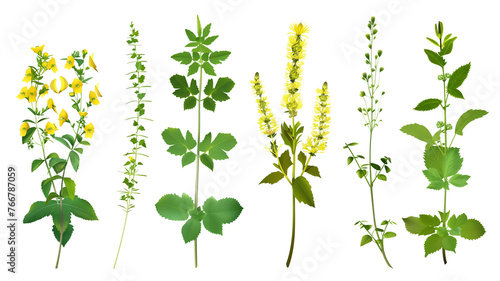 Set of healthy herbs elements  Fresh  agrimony   isolated on transparent background