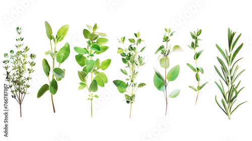 Wallpaper Mural Set of healthy herbs elements, Fresh  thyme , isolated on transparent background Torontodigital.ca