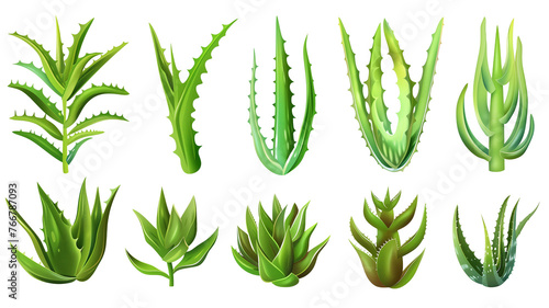 Set of healthy herbs elements, Fresh aloe vera, isolated on transparent background