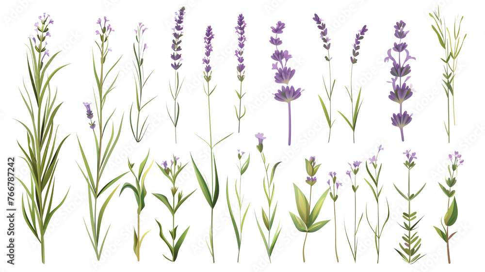 Set of healthy herbs elements, Fresh lavenders , isolated on transparent background Set of healthy herbs elements, Fresh lavenders , isolated on transparent background