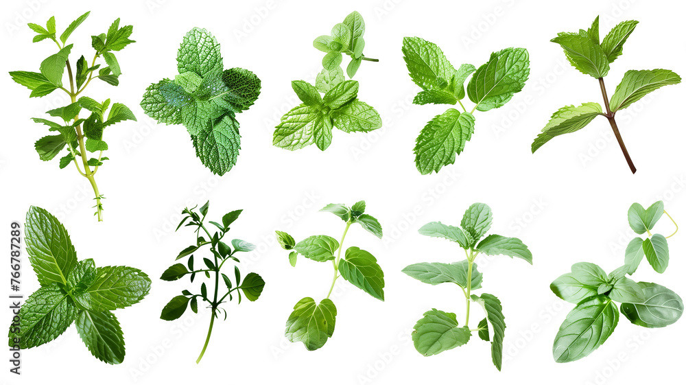 Obraz premium Set of healthy herbs elements, Fresh peppermint, isolated on transparent background