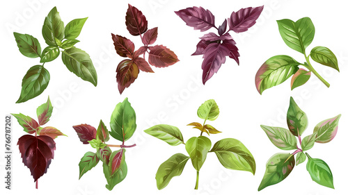 Set of healthy herbs elements, Red basil , isolated on transparent background © SRITE KHATUN