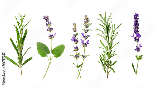 Set of healthy herbs elements, Fresh lavenders , isolated on transparent background photo