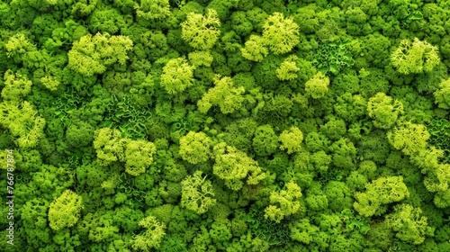 Lush Green Moss Texture Close-up