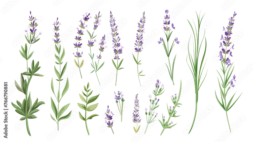 Set of healthy herbs elements, Fresh lavenders , isolated on transparent background - obrazy, fototapety, plakaty 