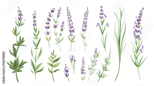 Set of healthy herbs elements  Fresh lavenders   isolated on transparent background