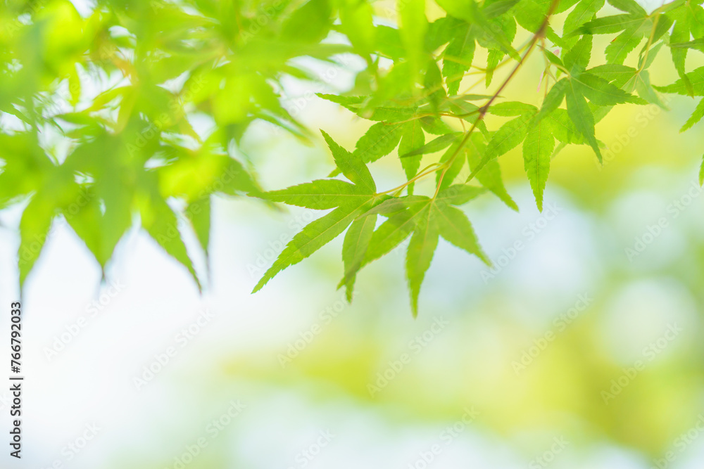 新緑の青もみじと木漏れ日 新緑の青もみじと木漏れ日