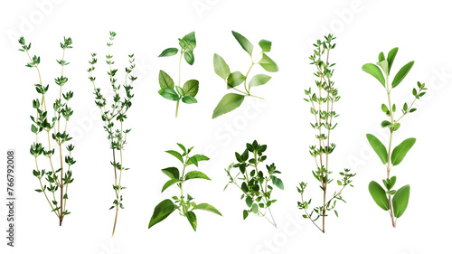 Set of healthy herbs elements  Fresh  thyme   isolated on transparent background