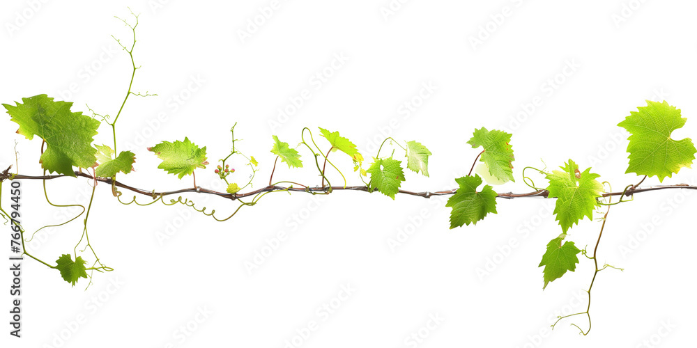Grape leaves vine plant branch with tendrils in vineyard, isolated on transparent background Grape leaves vine plant branch with tendrils in vineyard, isolated on transparent background