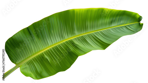 Tropical green banana tree leaf, isolated on transparent background. photo