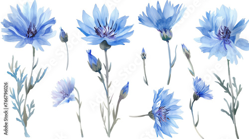 Beautiful floral set with watercolor hand drawn summer wild field chicory flowers, isolated on transparent background.