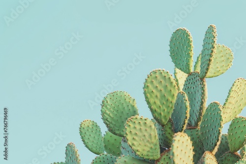 Green Cactus With Blue Sky Background