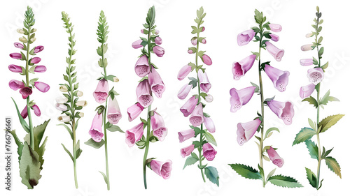 Beautiful floral set with watercolor hand drawn summer wild field foxglove flowers, isolated on transparent background. photo