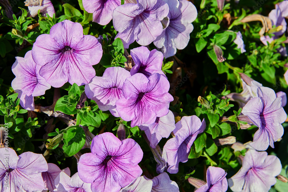 Close-up of purple Petunia flowering plants