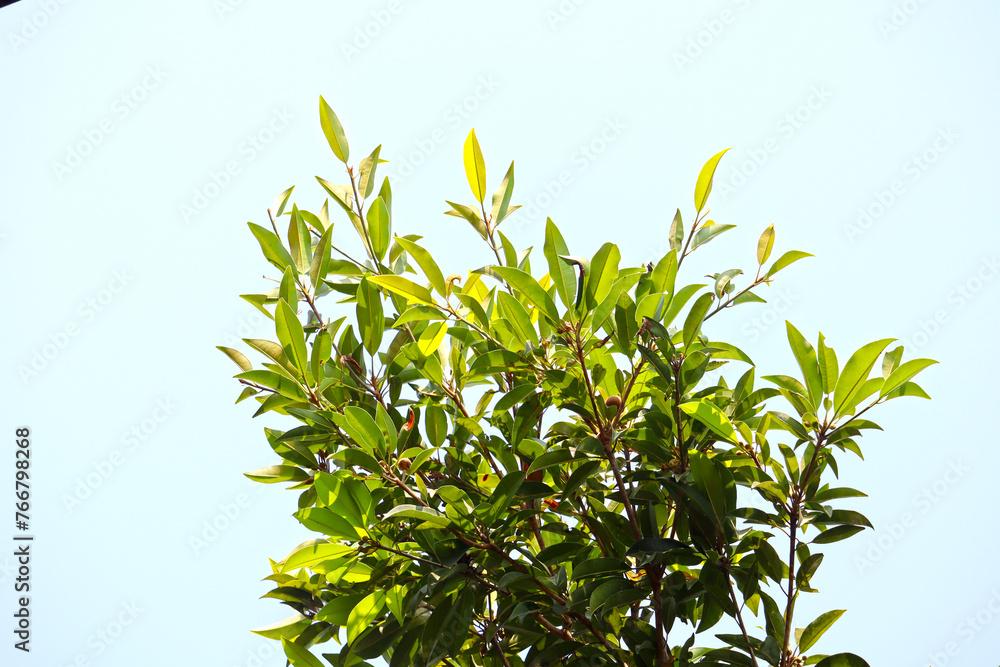 Obraz premium green leaves on blue background