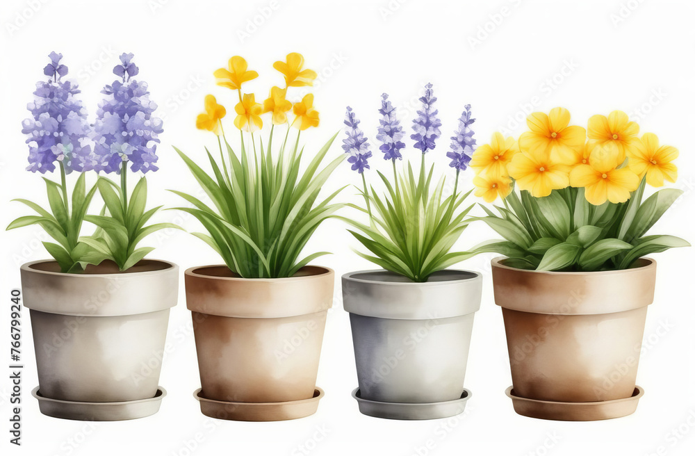 Clipart on white background, flowers in pots, watercolor, rustic.