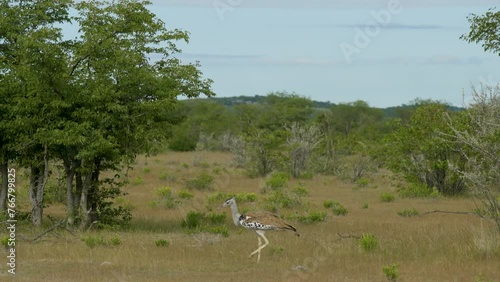 kori bustard walking from right to left in wild namibia photo