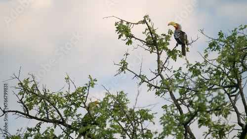 two rockjumper birds sitting in a tree in wild namibia photo