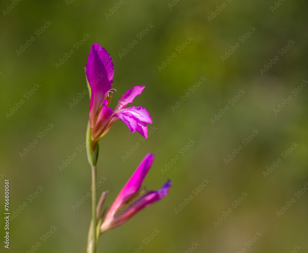Details of field gladiolus flower (Gladiolus italicus) on green background Details of field gladiolus flower (Gladiolus italicus) on green background
