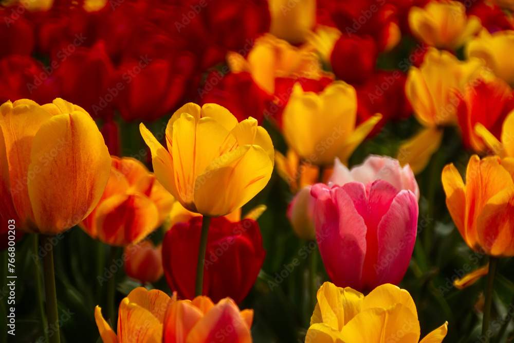 Spring flowers tulips close-up in the garden. Bright multicolored background in the sunlight. Full frame with blurred background. The concept of a holiday, Mother's Day, women's day. Landscaping parks Spring flowers tulips close-up in the garden. Bright multicolored background in the sunlight. Full frame with blurred background. The concept of a holiday, Mother's Day, women's day. Landscaping parks