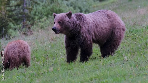 A grizzly bear mother closely watches over her cub as they both graze on the rich green grass of a serene mountain meadow, with the tranquility of dusk settling over the landscape