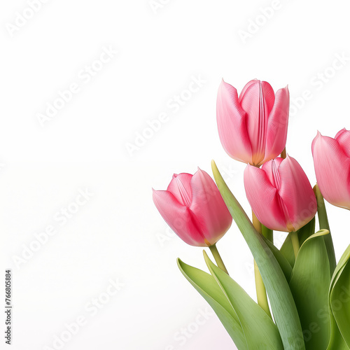 A row of pink tulips with green stems are arranged in a row © terra.incognita