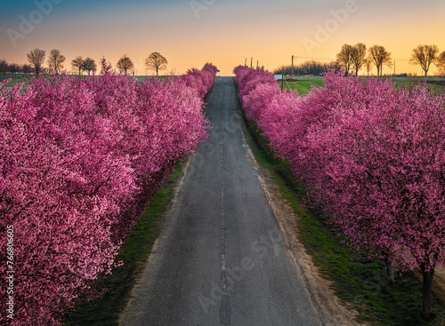 Berkenye, Hungary - Aerial view of blooming pink wild plum trees along the road in the village of Berkenye on a spring morning with warm golden sunrise sky