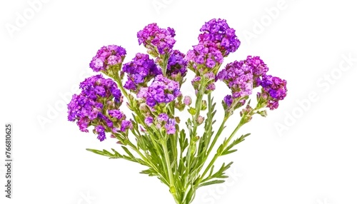 Bouquet of Statice flowers isolated on white background