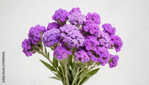 Bouquet of Statice flowers isolated on white background