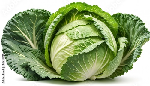 cabbage isolated on white background ,Green leaves pattern