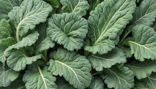 Chinese kale isolated on white background ,Green leaves of collards pattern photo